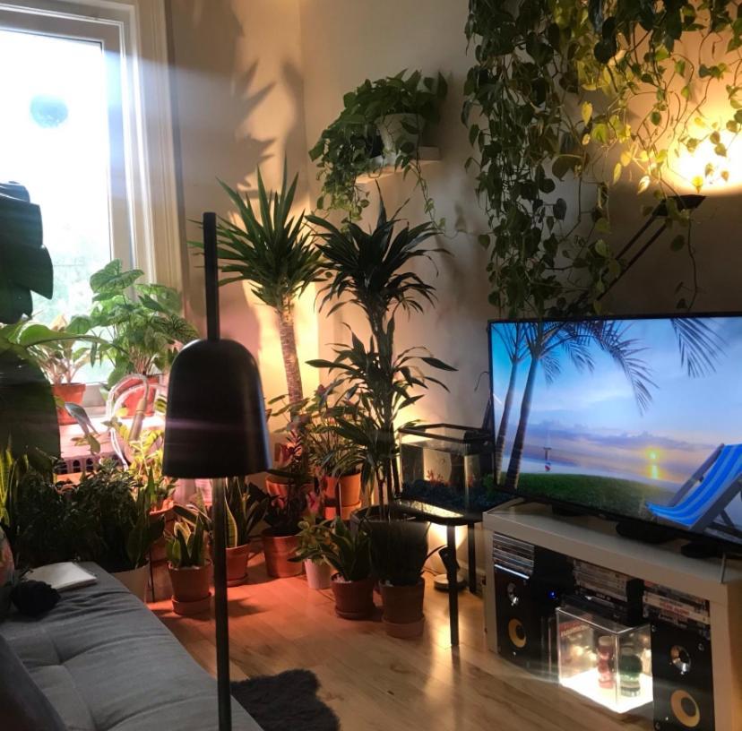 Hospedagem domiciliar Urban Jungle Oasis In Queens!